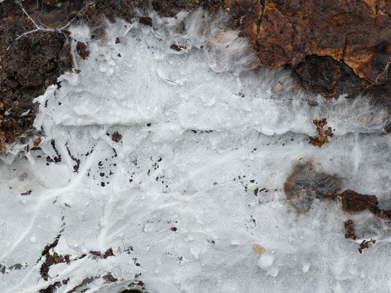 Trechispora dimitica Trechispora dimitica